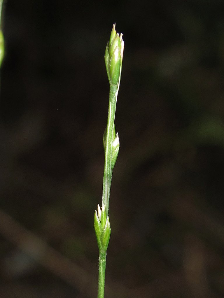 Micropyrum tenellum
